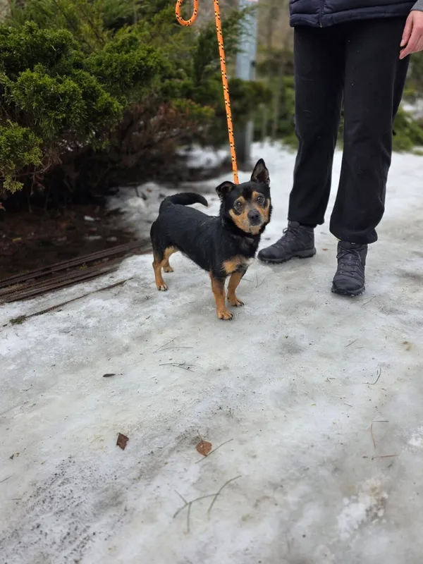 Pies do adopcji, Radom, 13 lutego 2026 (4/5)