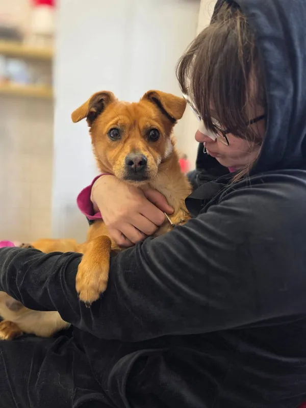 Pies do adopcji, Radom, 13 lutego 2026 (1/3)