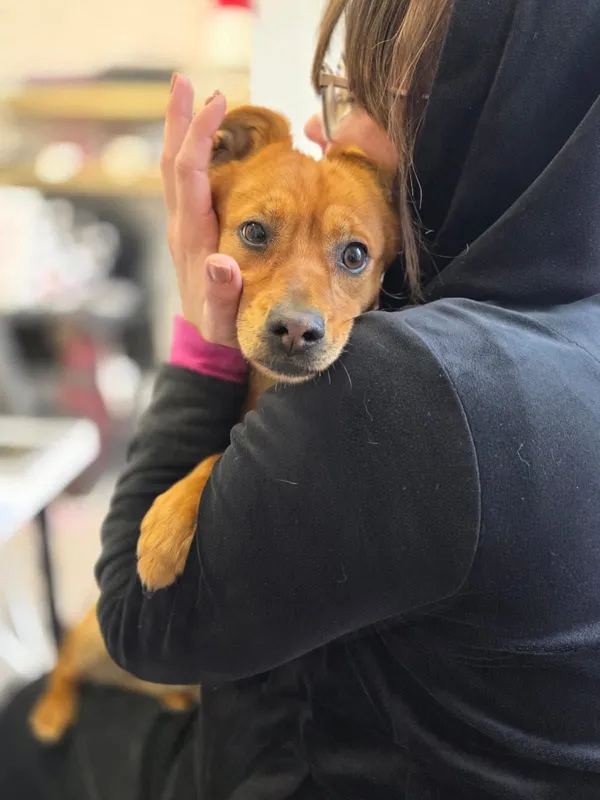 Pies do adopcji, Radom, 13 lutego 2026 (2/3)