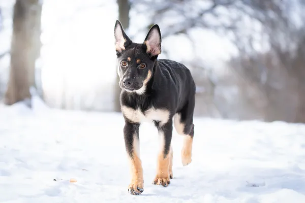 Pies do adopcji, Nowodwór, 12 lutego 2026 (1/5)