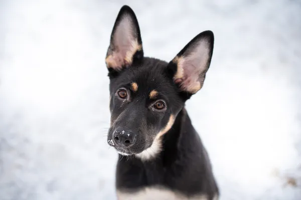 Pies do adopcji, Nowodwór, 12 lutego 2026 (2/5)