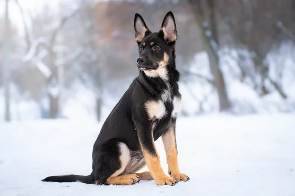 Pies do adopcji, Nowodwór, 12 lutego 2026 (3/5)