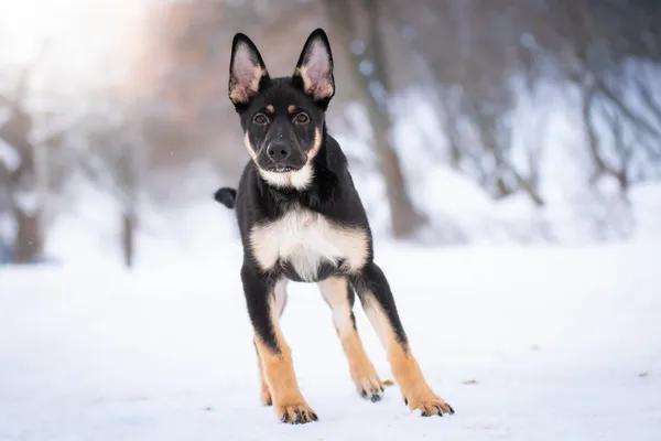 Pies do adopcji, Nowodwór, 12 lutego 2026 (5/5)