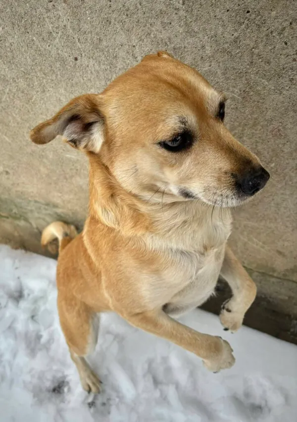 Pies do adopcji, Przyborówko, 13 lutego 2026 (1/3)