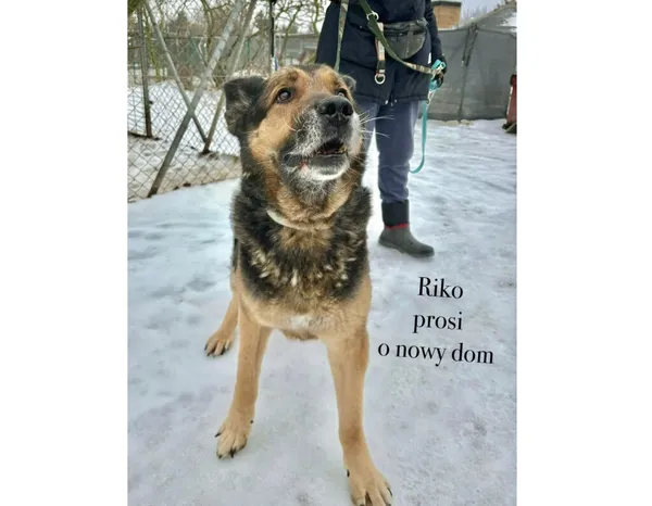 Pies do adopcji, Przyborówko, 13 lutego 2026 (3/3)