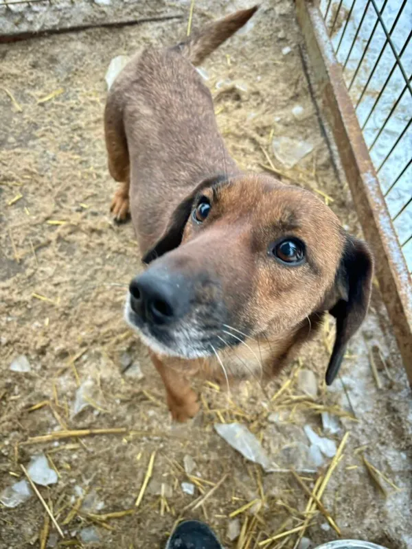 Pies do adopcji, Przyborówko, 13 lutego 2026 (2/3)