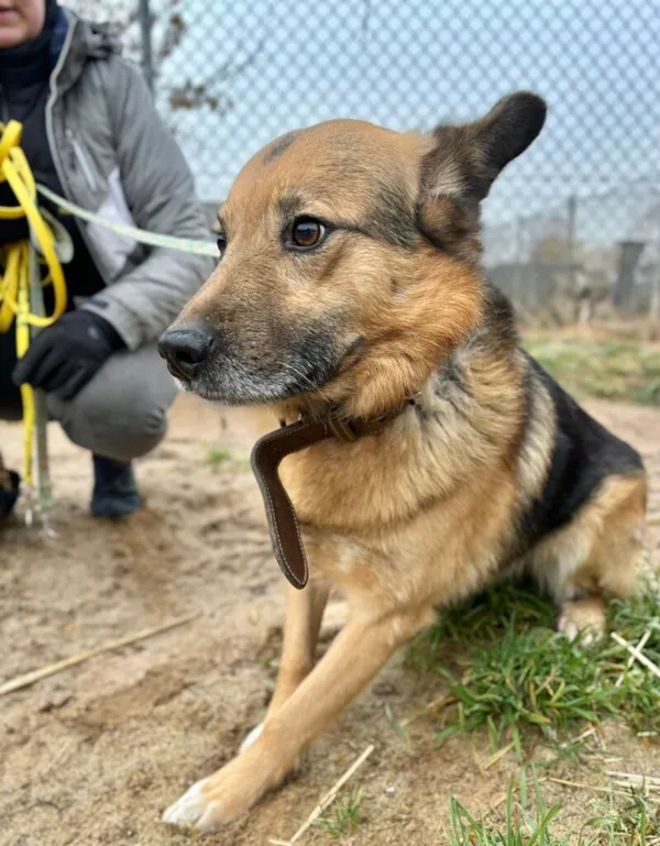 Pies do adopcji, Przyborówko, 13 lutego 2026 (1/3)