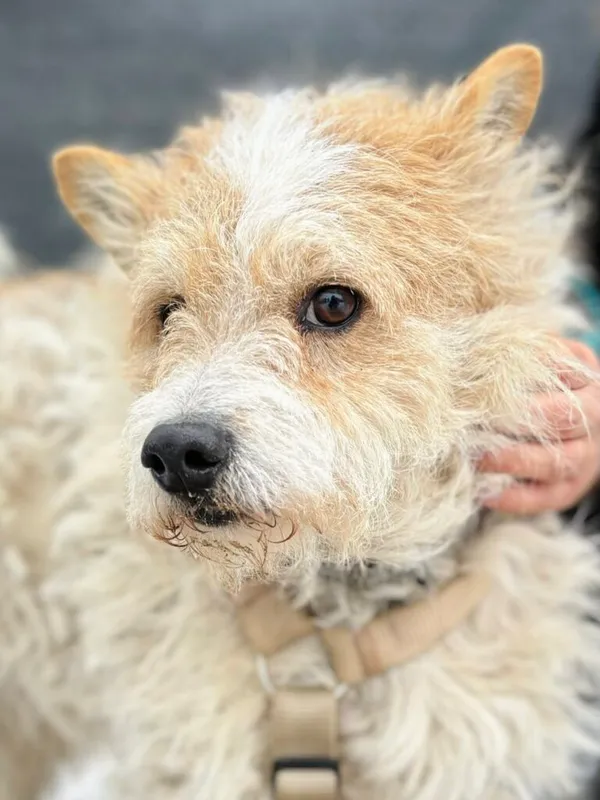 Pies do adopcji, Przyborówko, 13 lutego 2026 (2/3)