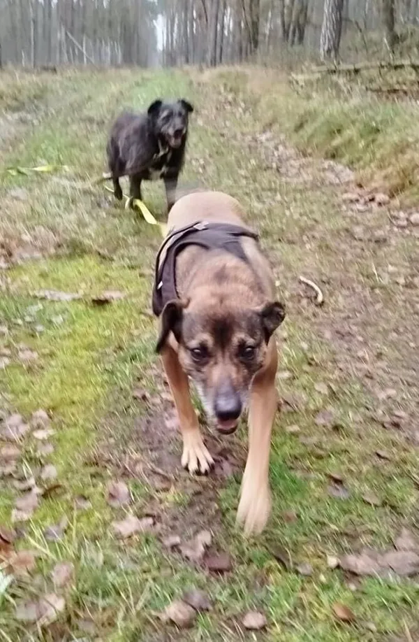 Pies do adopcji, Przyborówko, 13 lutego 2026 (1/4)