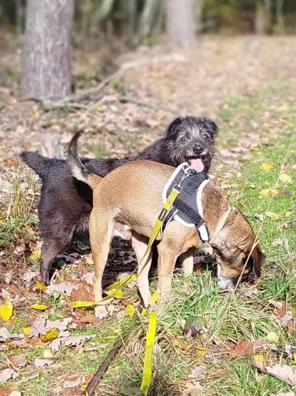 Pies do adopcji, Przyborówko, 13 lutego 2026 (3/4)