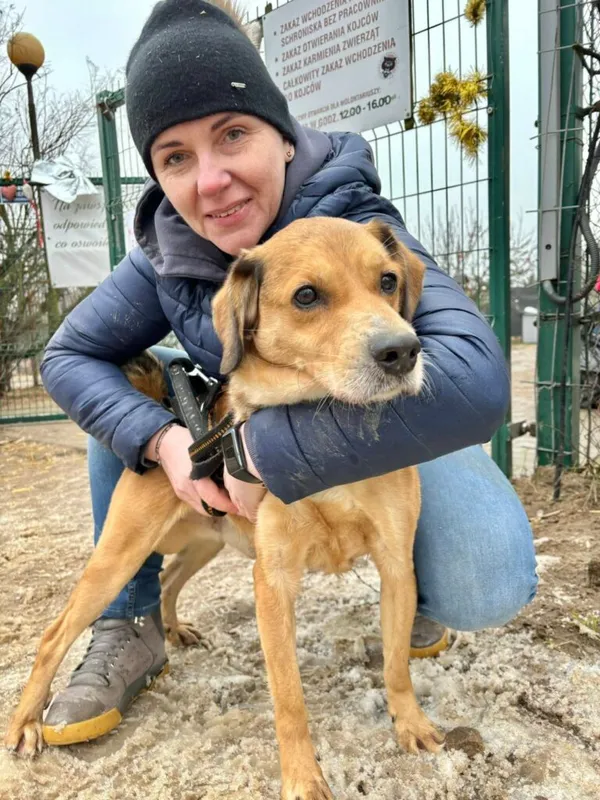 Pies do adopcji, Przyborówko, 22 kwietnia 2026 (1/5)
