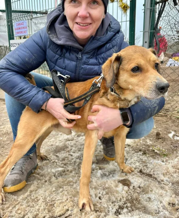 Pies do adopcji, Przyborówko, 22 kwietnia 2026 (2/5)
