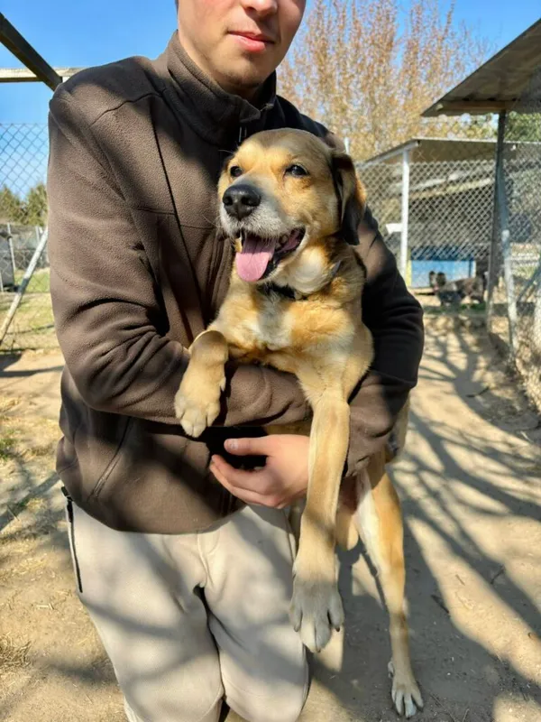 Pies do adopcji, Przyborówko, 22 kwietnia 2026 (4/5)