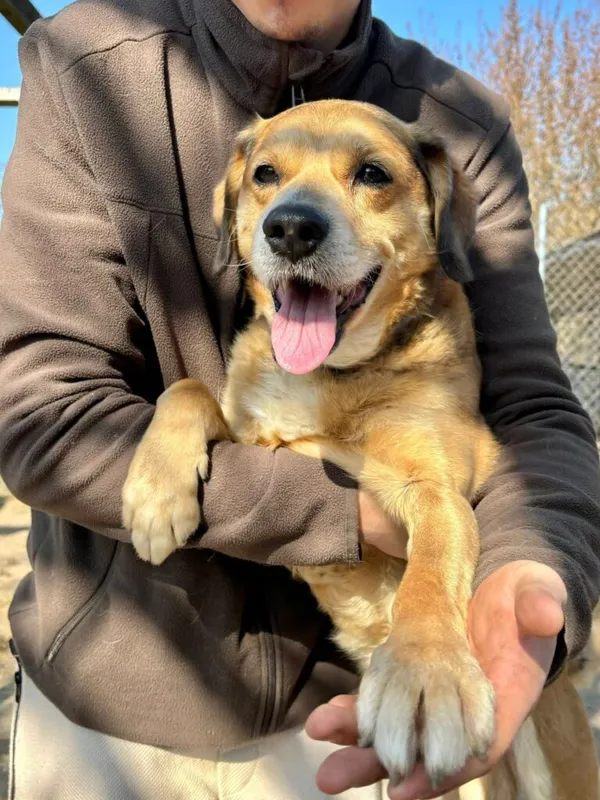 Pies do adopcji, Przyborówko, 22 kwietnia 2026 (5/5)