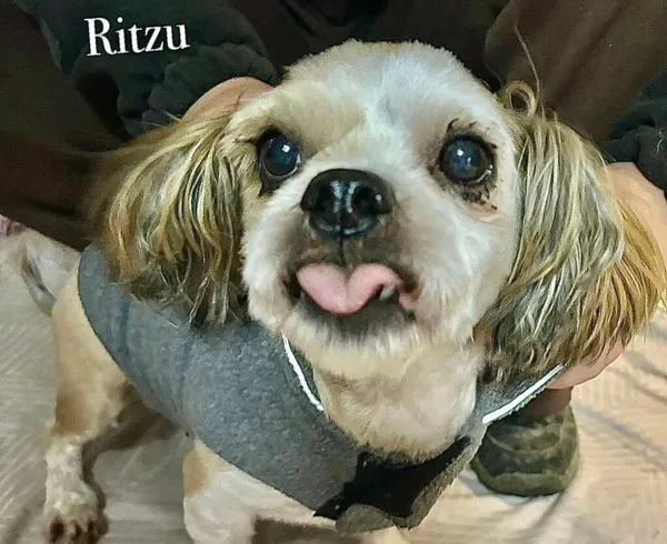 Pies do adopcji, Przyborówko, 13 lutego 2026 (3/3)