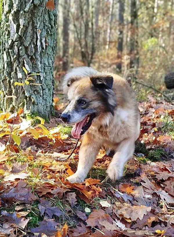 Pies do adopcji, Przyborówko, 13 lutego 2026 (1/3)