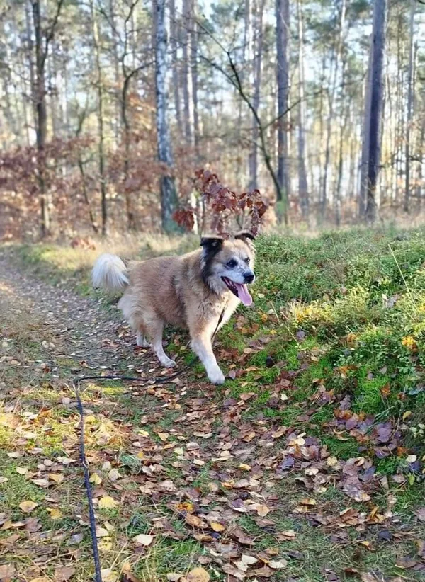 Pies do adopcji, Przyborówko, 13 lutego 2026 (2/3)
