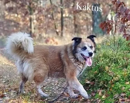 Pies do adopcji, Przyborówko, 13 lutego 2026 (3/3)