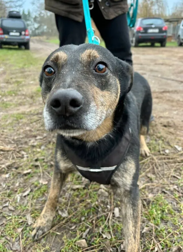 Pies do adopcji, Przyborówko, 13 lutego 2026 (1/3)