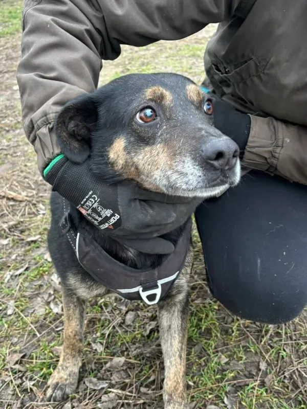 Pies do adopcji, Przyborówko, 13 lutego 2026 (2/3)