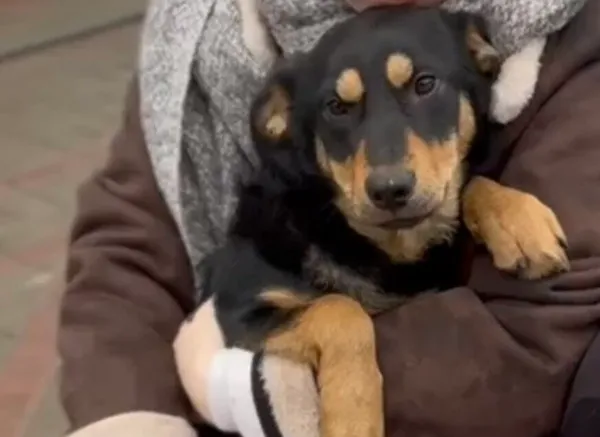 Pies do adopcji, Głowno, 13 lutego 2026 (1/5)