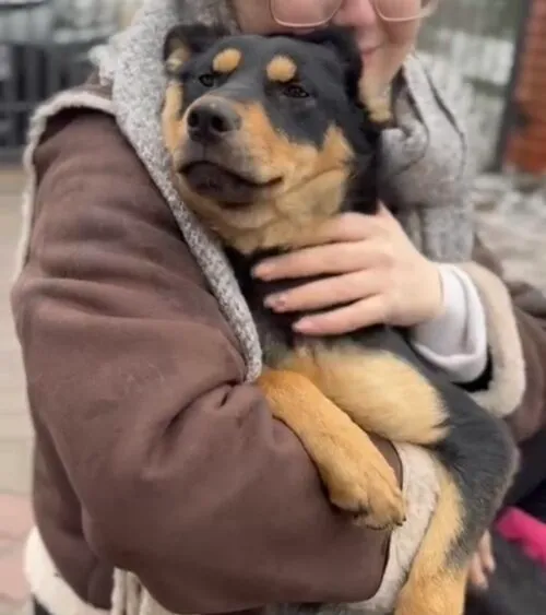 Pies do adopcji, Głowno, 13 lutego 2026 (2/5)