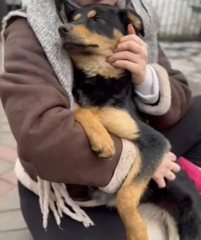 Pies do adopcji, Głowno, 13 lutego 2026 (3/5)