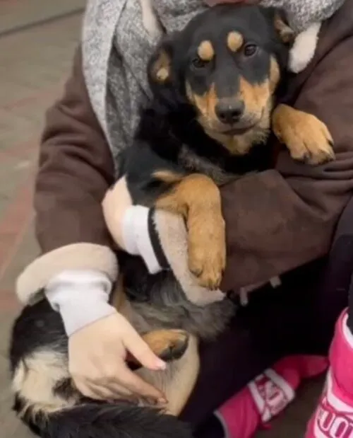 Pies do adopcji, Głowno, 13 lutego 2026 (4/5)