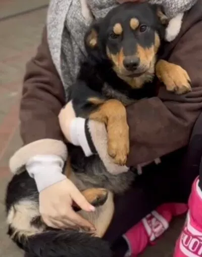 Pies do adopcji, Głowno, 13 lutego 2026 (5/5)