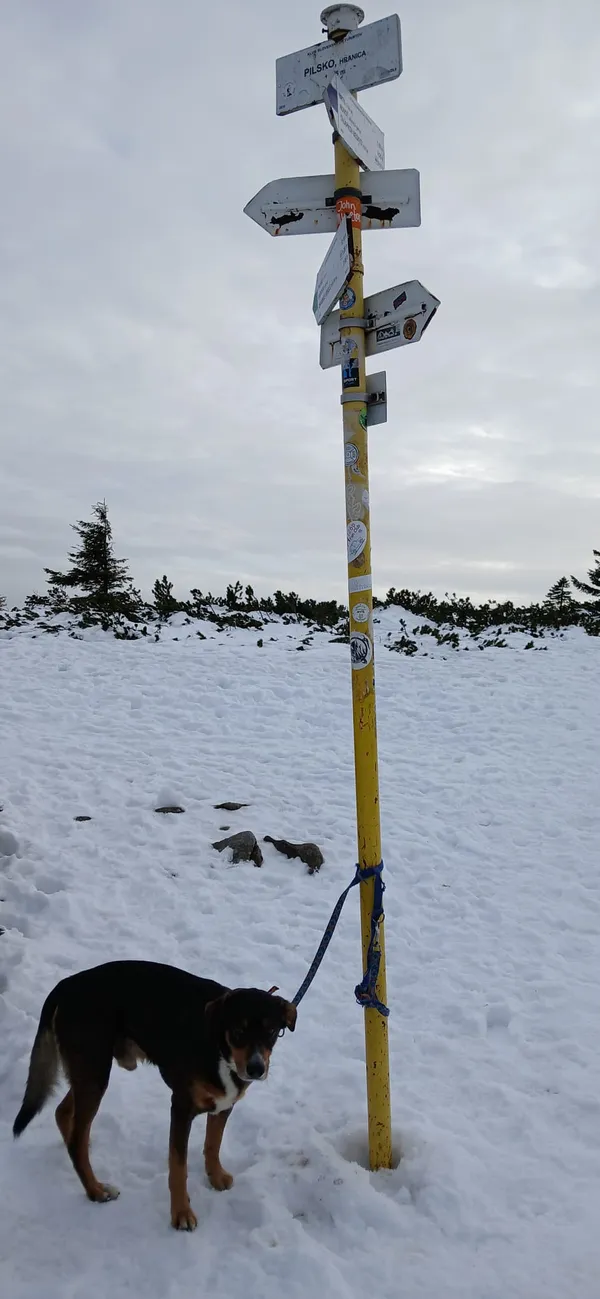 Zaginął pies, Leśna, 13 lutego 2026 (2/2)