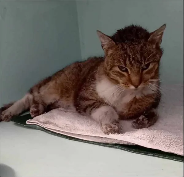 Znaleziono kota, Grudziądz, 13 lutego 2026