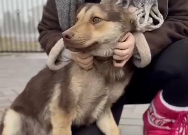 Pies do adopcji, Głowno, 13 lutego 2026 (1/4)