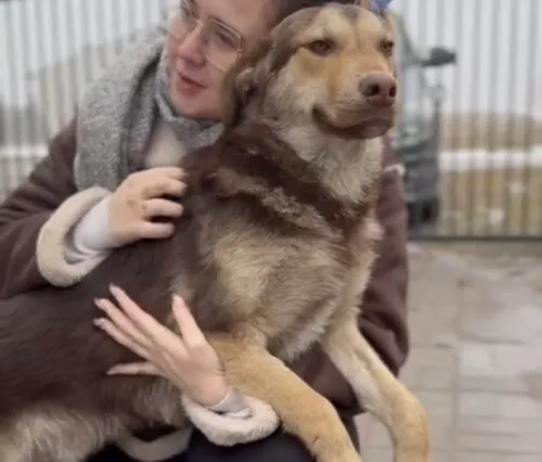 Pies do adopcji, Głowno, 13 lutego 2026 (2/4)