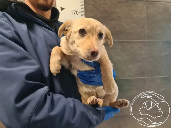 Znaleziono psa, Chełmek, 12 lutego 2026