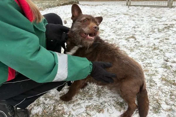 Pies do adopcji, Henrykowo, 6 stycznia 2026 (1/2)