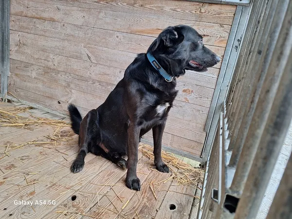 Pies do adopcji, Orzechowce, 13 lutego 2026 (2/3)