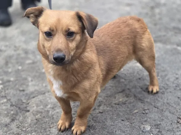 Pies do adopcji, Zgierz, 9 stycznia 2026 (1/5)