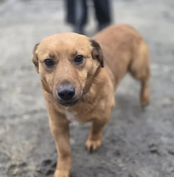 Pies do adopcji, Zgierz, 9 stycznia 2026 (3/5)