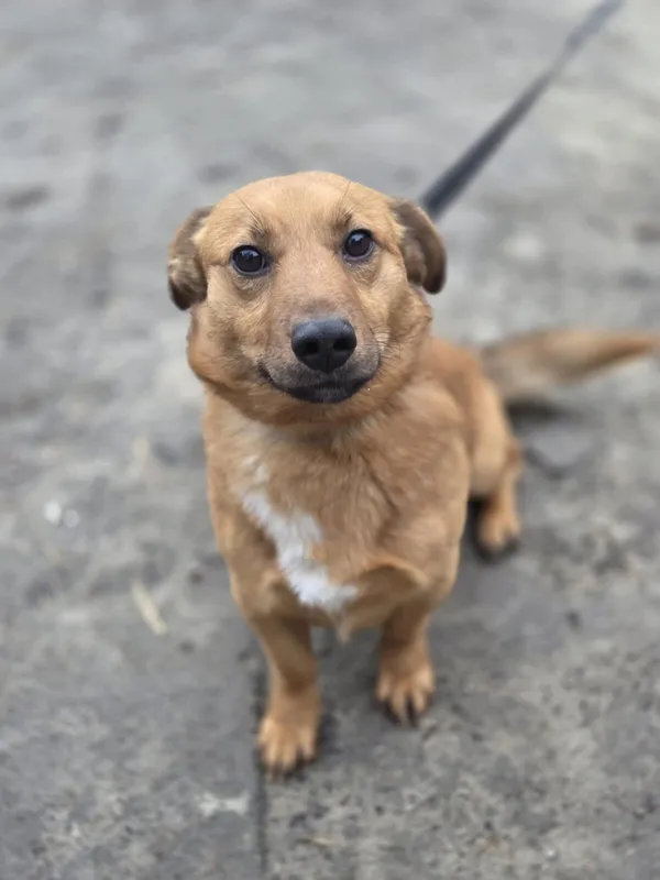 Pies do adopcji, Zgierz, 9 stycznia 2026 (5/5)