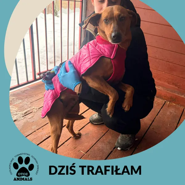 Znaleziono psa, Dąbrówka, 11 lutego 2026