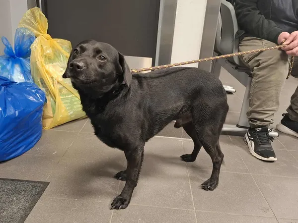 Znaleziono psa, Bydgoszcz, 12 lutego 2026