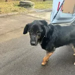 Znaleziono psa