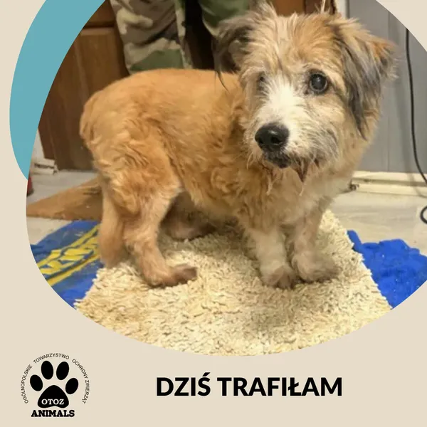 Znaleziono psa, Dąbrówka, 10 lutego 2026 (2/2)