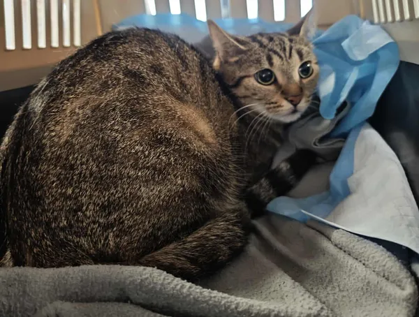 Znaleziono kota, Bydgoszcz, 6 lutego 2026