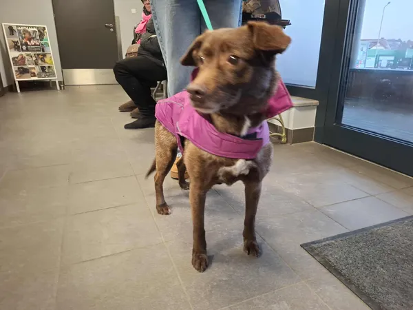 Znaleziono psa, Bydgoszcz, 3 lutego 2026