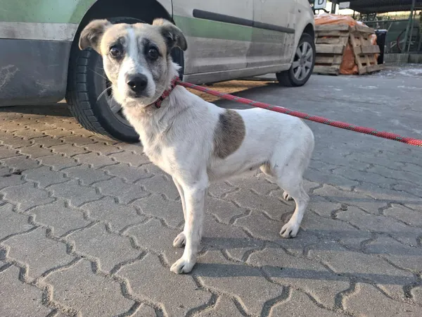 Znaleziono psa, Bydgoszcz, 3 lutego 2026