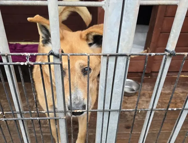 Pies do adopcji, Gorzów Wielkopolski, 12 lutego 2026