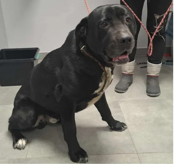 Znaleziono psa, Toruń, 14 lutego 2026