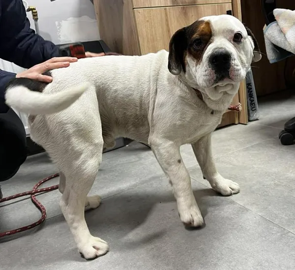 Znaleziono psa, Toruń, 14 lutego 2026