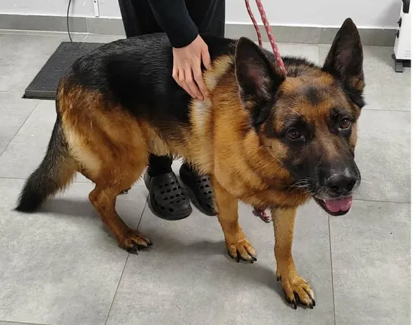 Znaleziono psa, Toruń, 13 lutego 2026